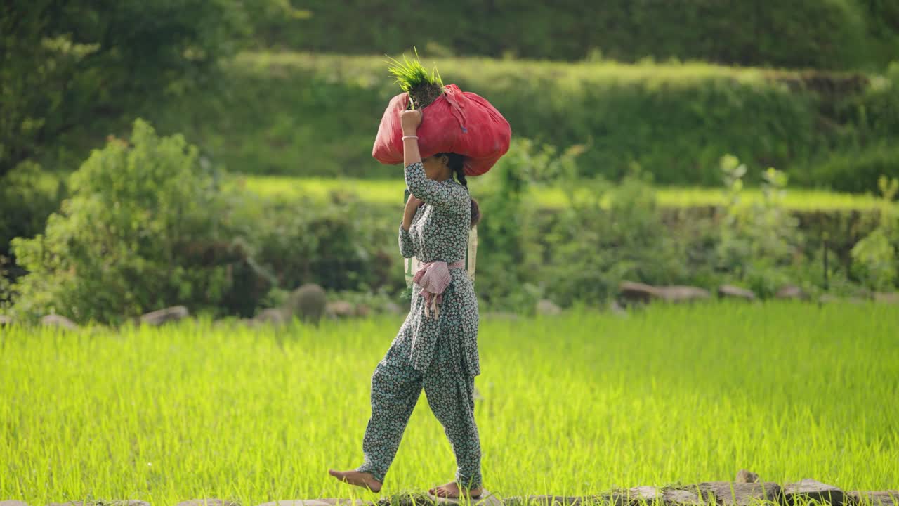 Back view of Indian village woman walking with paddy stack on her head, surrounded by green rice fields, 4k video