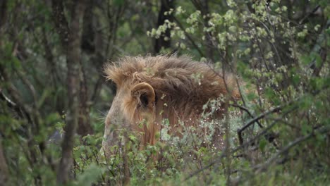 wet adult male african lion licks himself clean after rain shower