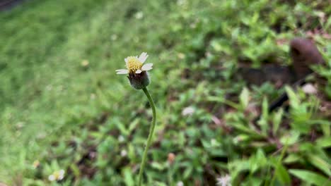 Eine-Einzelne-Weiße-Und-Gelbe-Blume-Auf-Grünem-Hintergrund