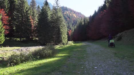 a man biking on a rough trail through the dense pine autumn forest - medium shot