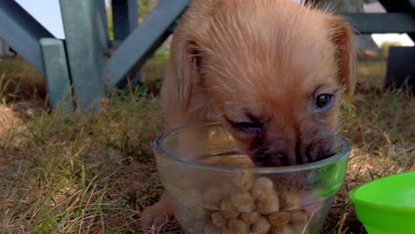 close up of adorable cute puppy eating food by a park bench on a fall day