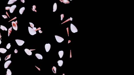 flying many sea shells on black background. collection of realistic shellfish. tropical underwater. 3d loop animation of shells rotating.