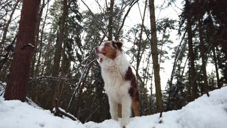 An-Australian-Shepherd-stands-in-the-middle-of-a-snowy-forest-and-looks-around