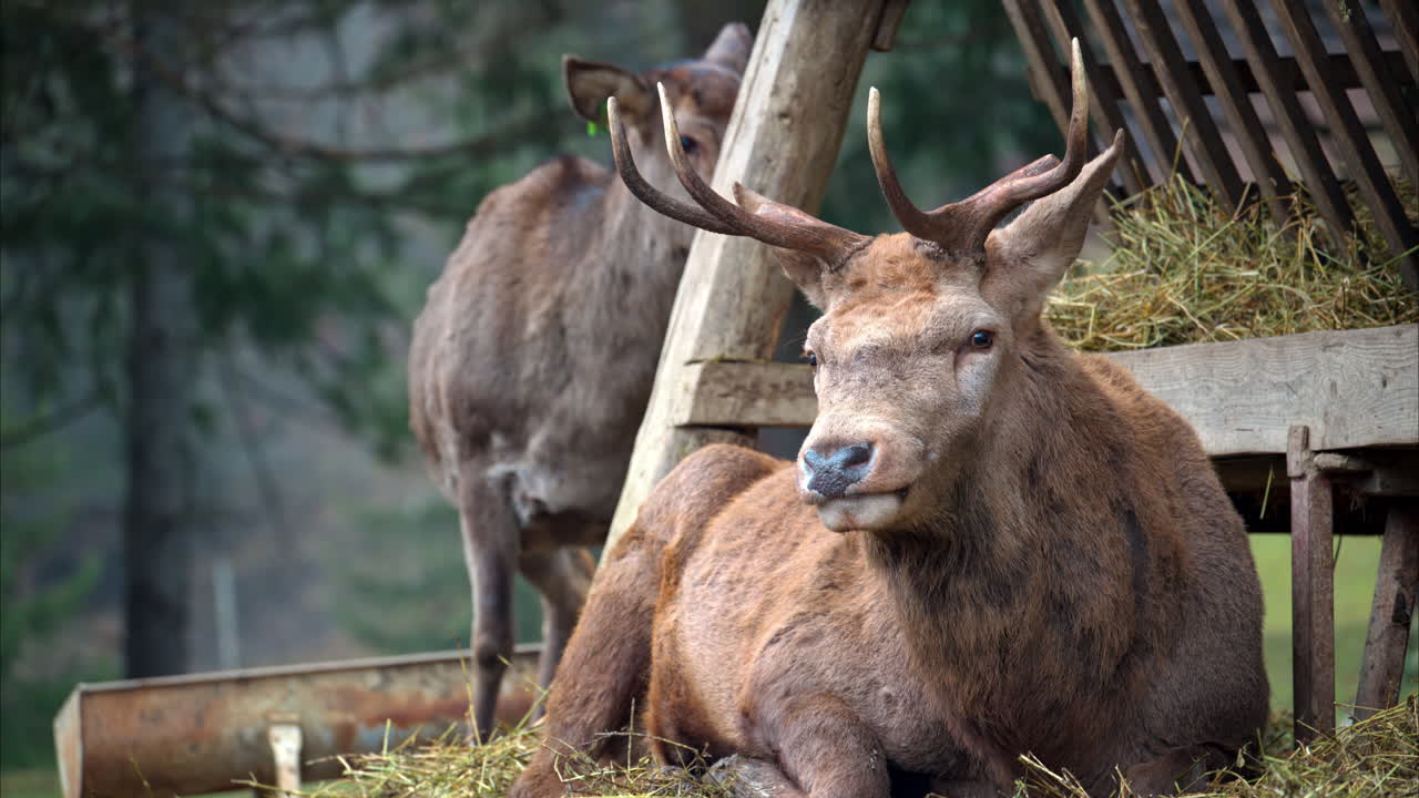 Close up of a Red deer chewing on a pile of hay