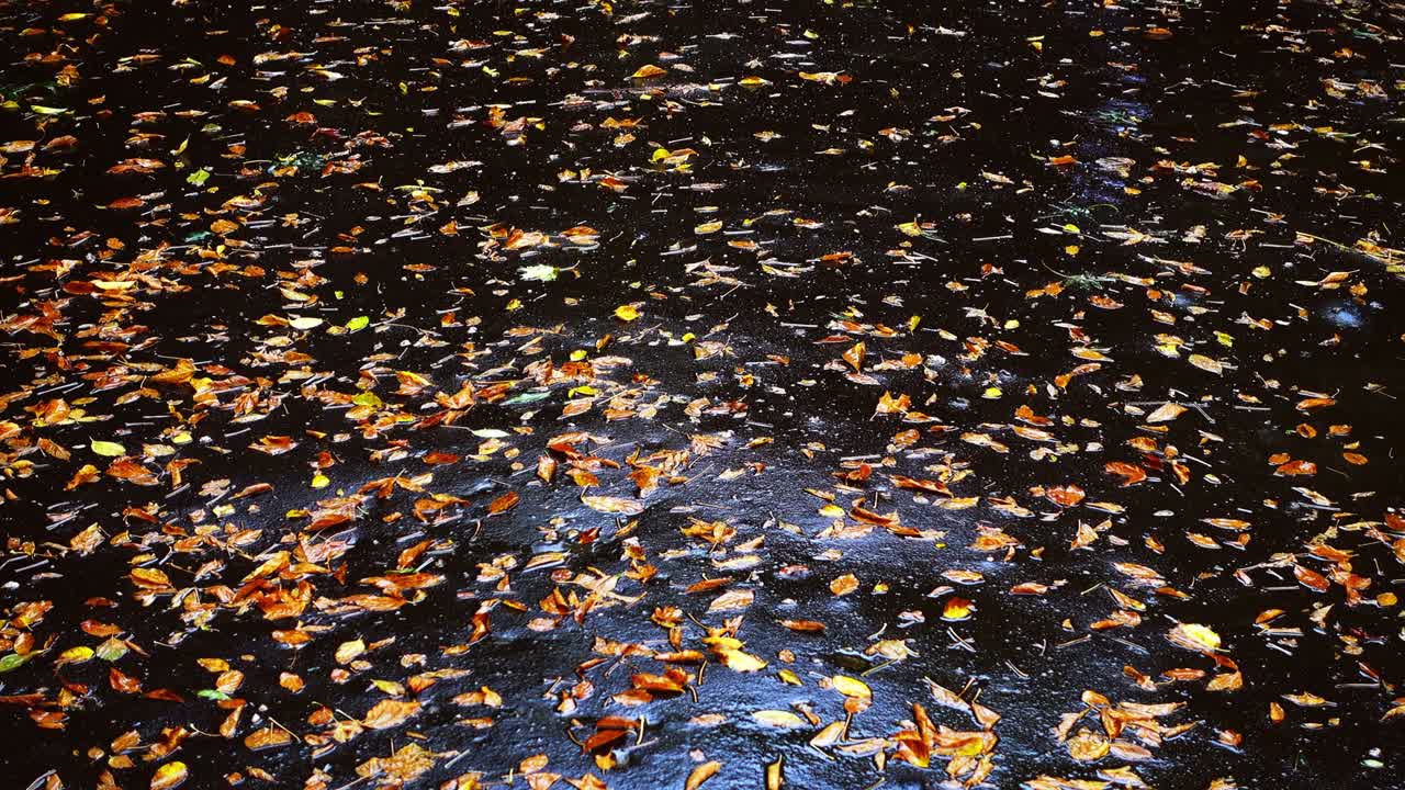 비가 오는 동안 은 아스팔트 위에 가을 잎이 있습니다.