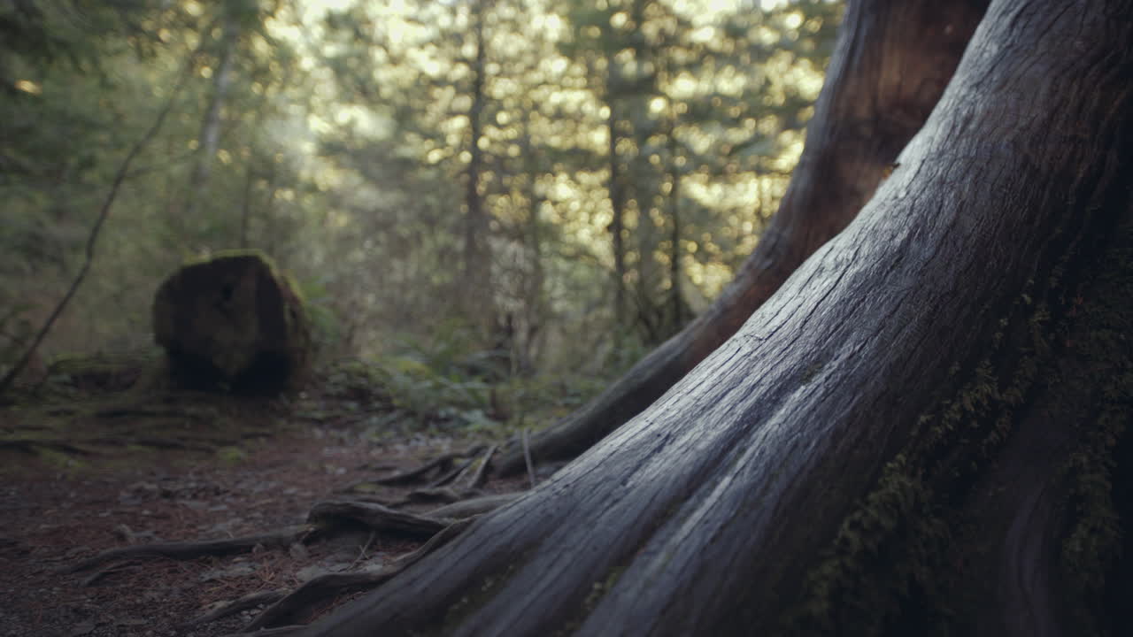 Primo piano della texture della corteccia bagnata e delle radici nel parco Cathedral Grove sull'Isola di Vancouver, Canada.