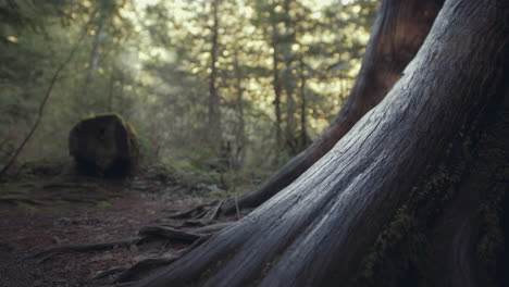 Closeup-of-wet-Tree-Bark-texture-and-roots-in-Cathedral-Grove-park-on-Vancouver-Island,-Canada