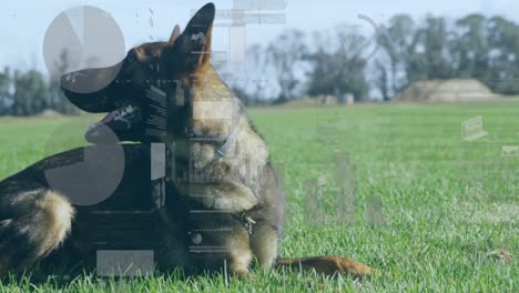 animação de processamento de dados sobre cão na grama