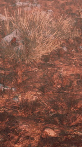 close-up of dry grass and rocks in a field