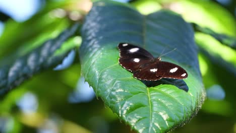 butterfly resting on a green leaf