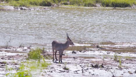 Male-Waterbuck-antelope-standing-still-on-sandy-shore-of-flowing-river