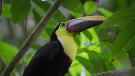 Close-up-of-Chestnut-Mandibled-Toucan-with-vibrant-feathers-and-large-beak,-green-leaves