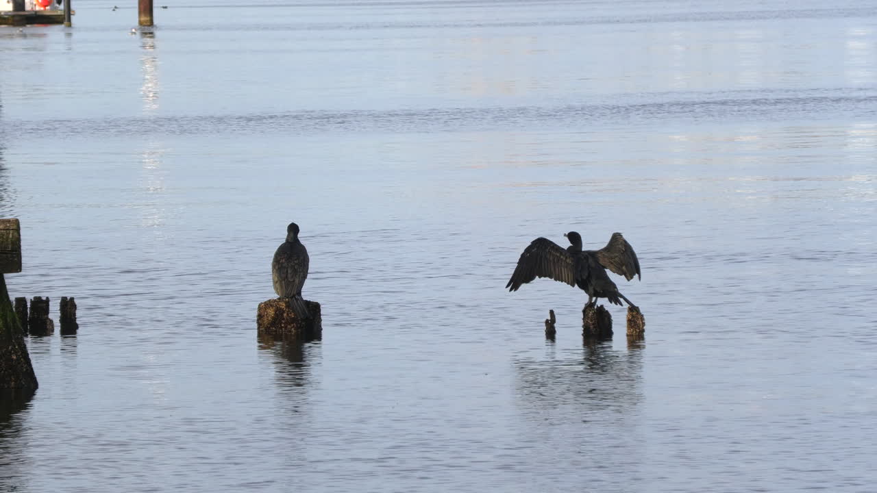 los cormoranes se paran sobre los postes de madera y secan sus plumas.