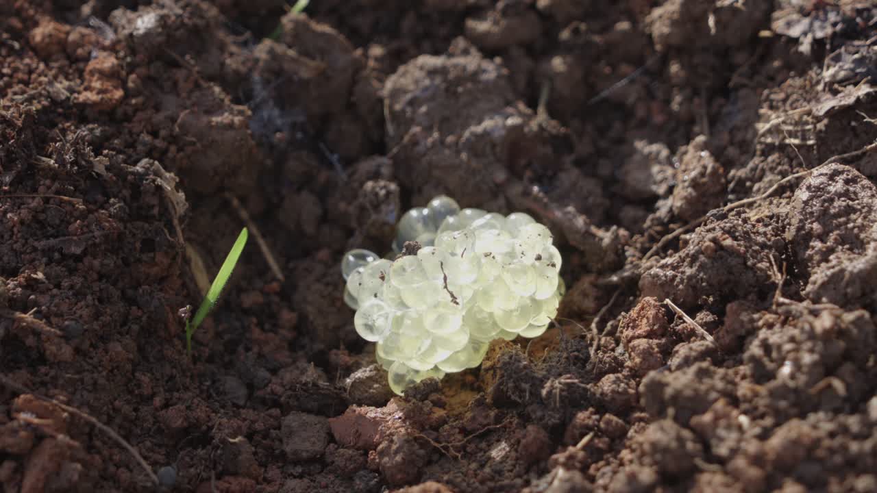 Uova di insetto traslucide raggruppate in un solco poco profondo con texture del terreno