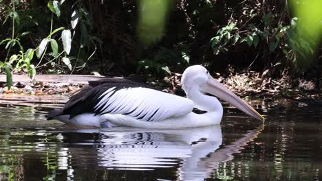 pelikan interagiert mit der umwelt, während er sich im teich ernährt