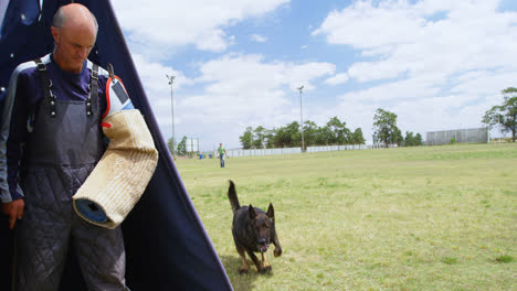 trainer training a shepherd dog in the field 4k