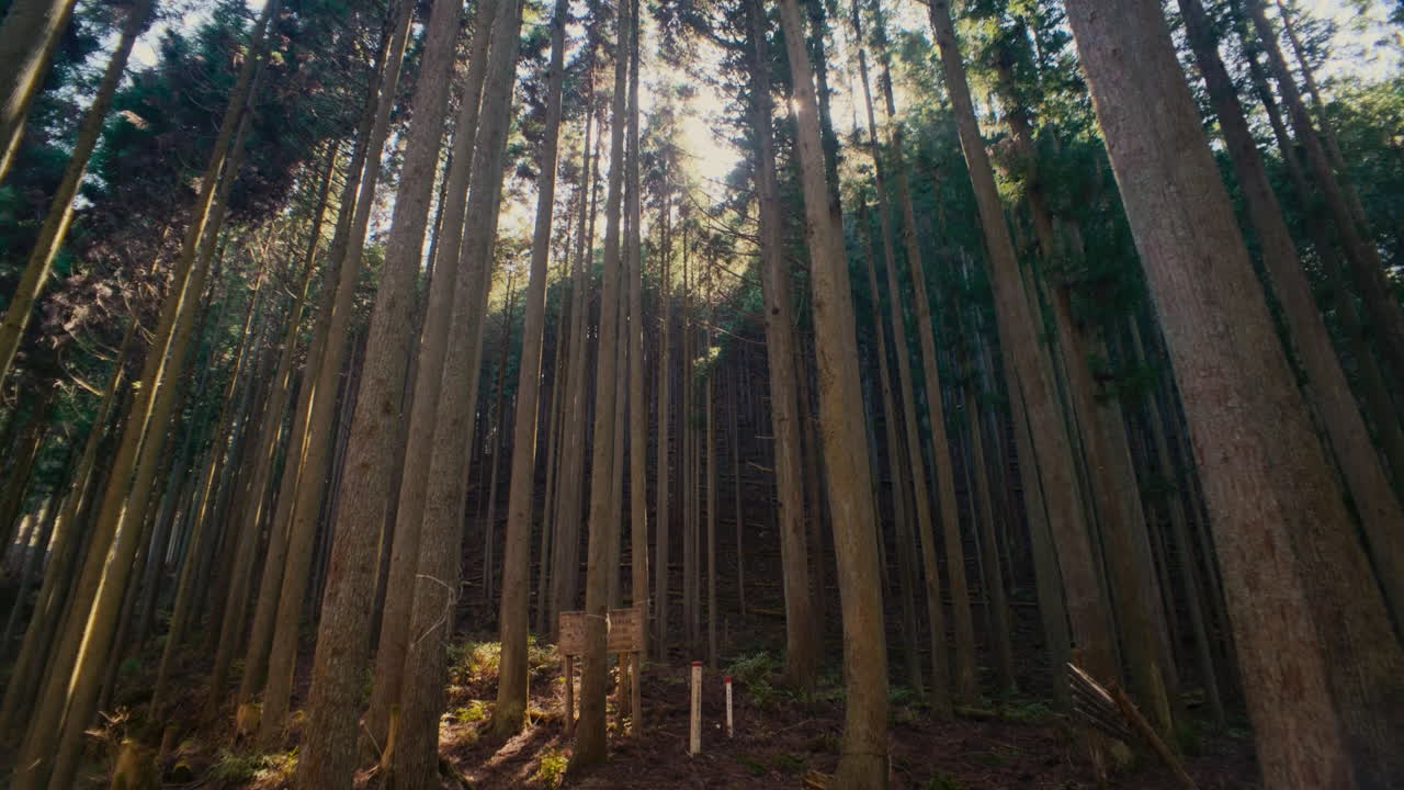 Paesaggio naturale di montagna e foresta in Giappone con un caldo bagliore solare attraverso gli alberi