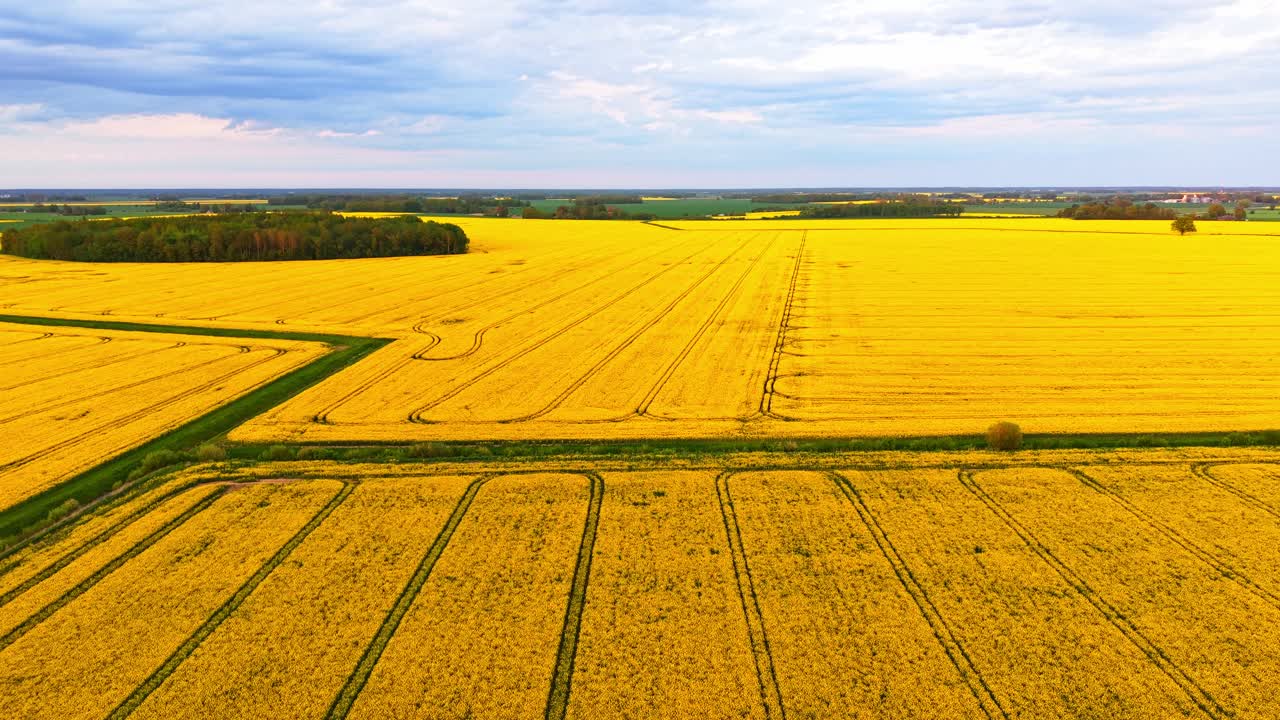 Aerial view of a tractor spraying pesticides or fertilizers on a blooming rapeseed field. The vibrant yellow field features organized tractor tracks in a rural farming landscape.