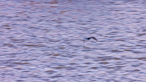 Great-cormorant-water-bird-flying-low-above-Vltava-river-in-Prague