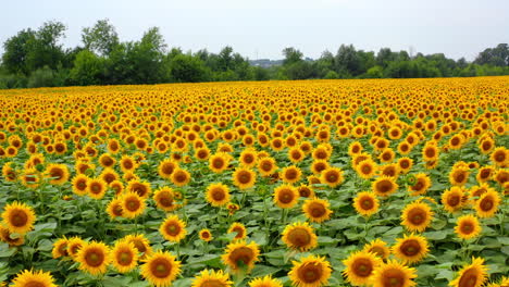 farming beautiful summer fields. summer countryside landscapes of sunflowers.