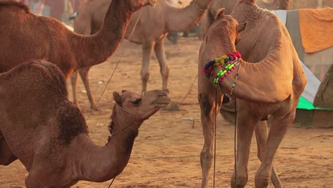 camellos en cámara lenta en la feria de pushkar, también llamada feria de camellos de pushkar o localmente como kartik mela es una feria anual de varios días de ganado y cultural que se celebra en la ciudad de pushkar rajasthan, india.