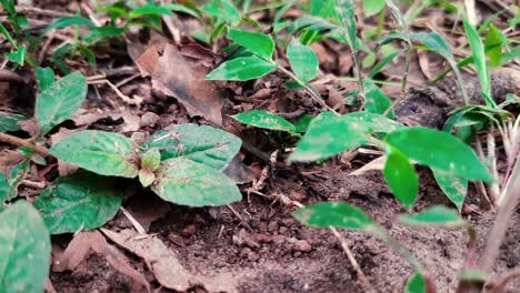 black ants moving fast on the forest ground - high angle shot