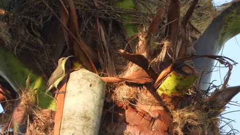 Humming-bird-in-tree--drinking-water-