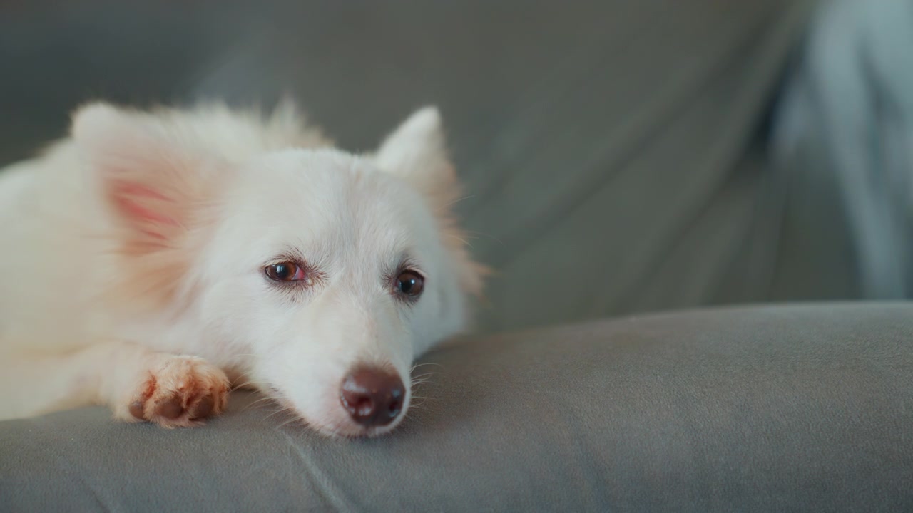 Cão relaxa pacificamente. Cão calmo descansa confortavelmente dentro de casa. Cão de estimação relaxa no sofá sob luz quente. Cão branco sereno deitado no sofá com expressão gentil e iluminação suave