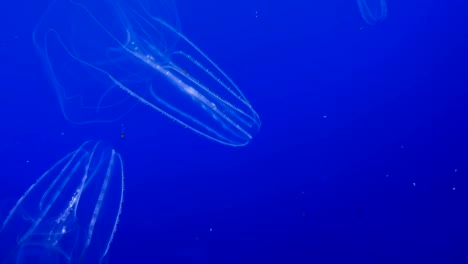 mesmerizing comb jellyfish lighting up underwater