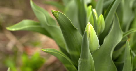 Tulips-Plantation-In-Netherlands-Agriculture-3