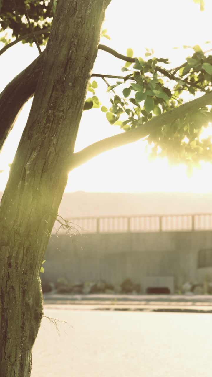 Sunlight streams through tree branches at a serene lakeside location