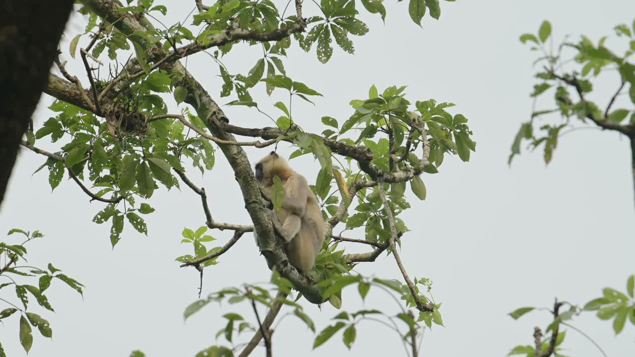 mono en la reserva de vida silvestre de chitwan en nepal, monos langur comunes en el parque nacional de chitwan, animales y naturaleza de asia y nepal, trepando en un árbol