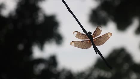 dragonfly sits on a tree branch, an insect in wildlife nature rests on a tree