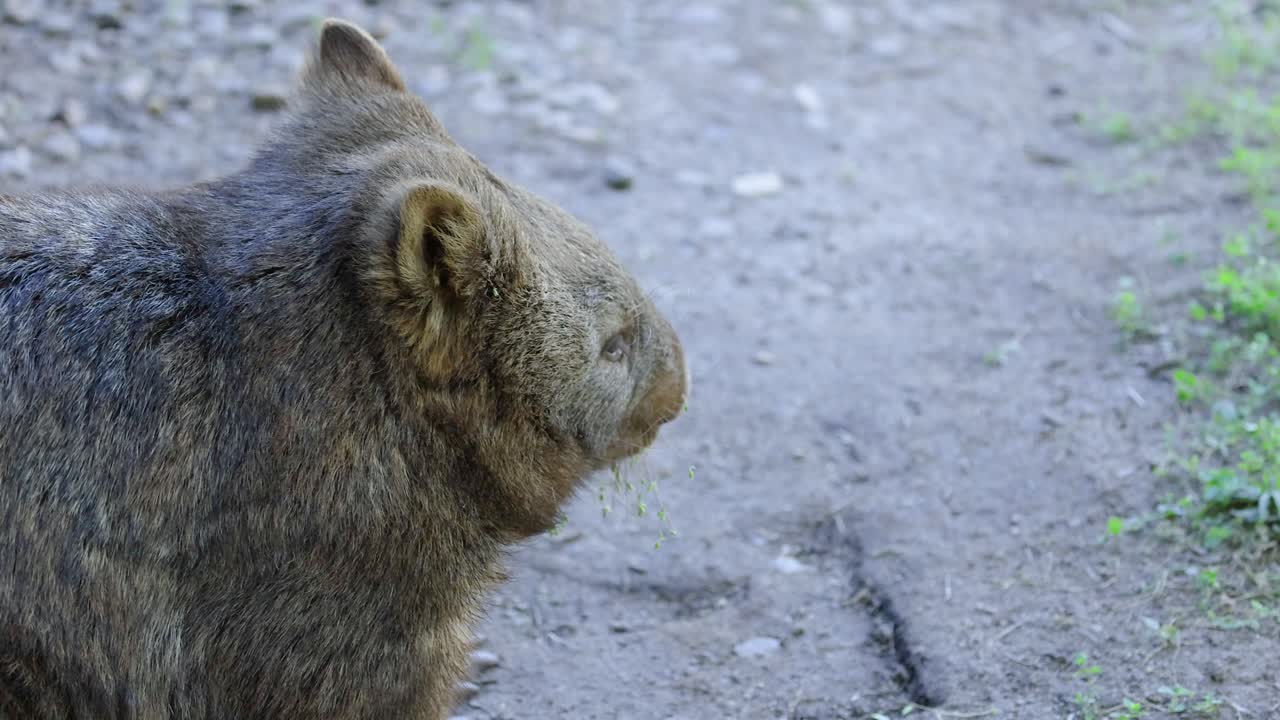 un wombat de nariz peluda caminando por un camino de tierra