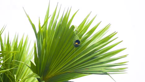 Baya-Weaver-Bird-Nest-on-Asian-Palmyra-Palm-Leaf-in-Bangladesh,-Asia