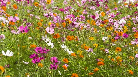 colorful cosmos flowers blooming in a lush garden