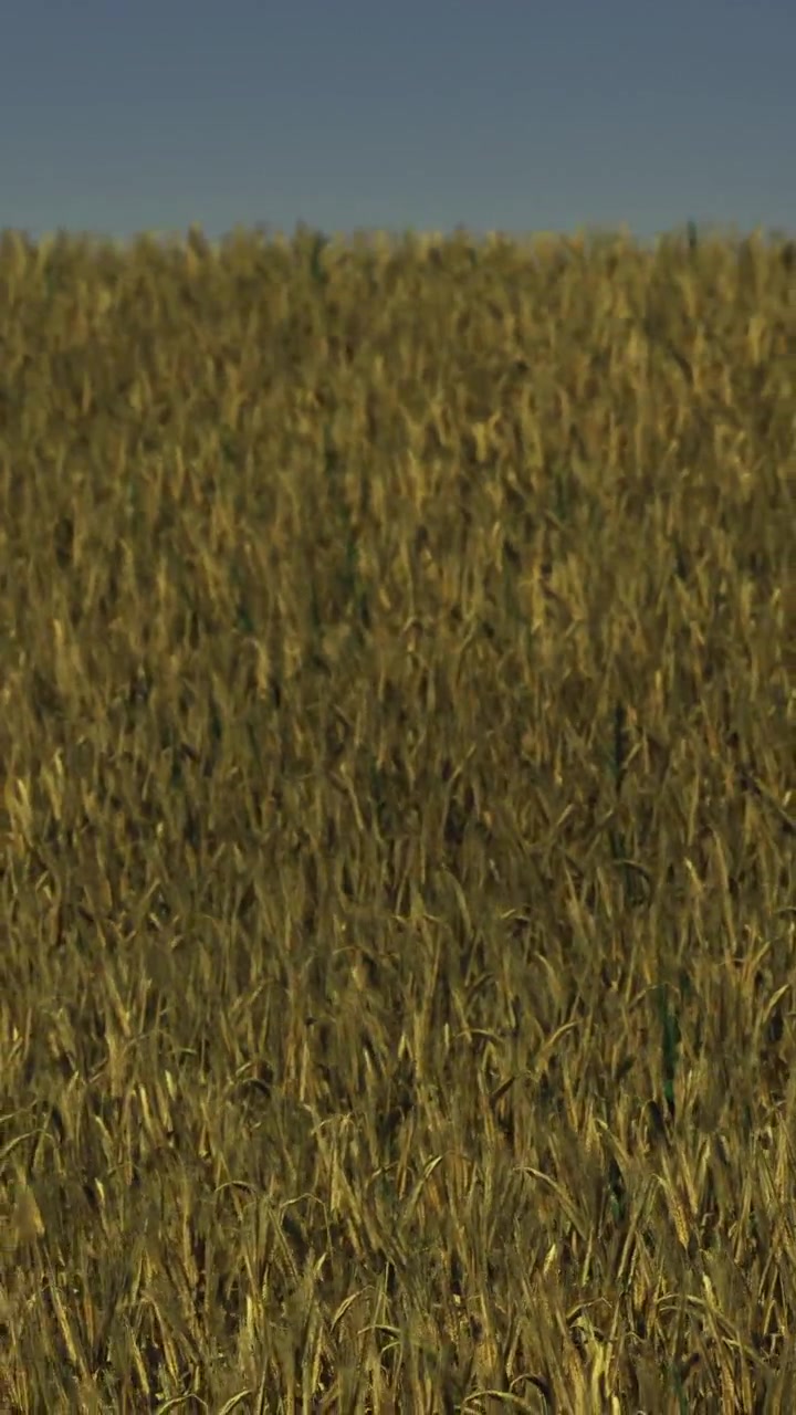 Campo di grano pronto per il raccolto con cielo sereno sullo sfondo durante il giorno.