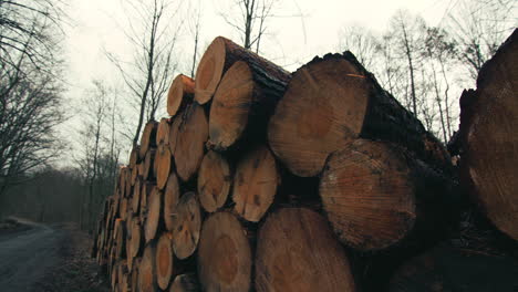 a pile of logs in a forest of bare trees