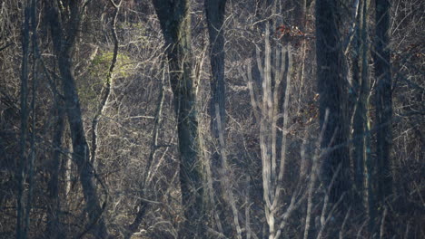 Licht-Und-Schatten-Ziehen-Im-Zeitraffer-über-Die-Bäume-Eines-Waldgebietes-Im-Winter-Oder-Spätherbst