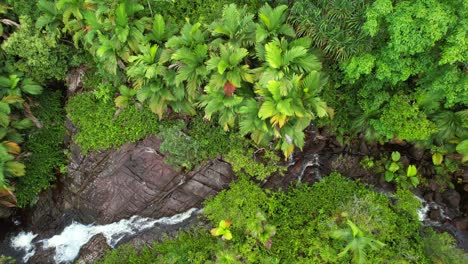 dron de ojo de pájaro de la cascada superior de sauzier, denso bosque tropical con palmeras y piedra de granito, mahe seychelles 30fps 5