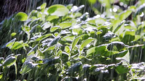 close up of rain falling on oregano plant leaves in garden, lit by sun from behind