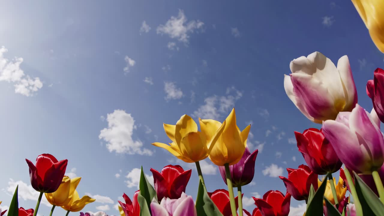 Low-angle video shot of vibrant tulips against a blue sky, capturing the lively colors and dynamic