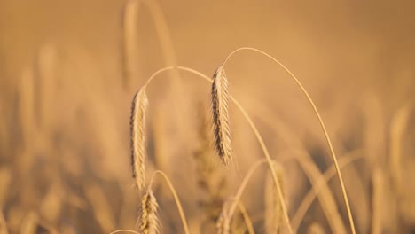 golden ears of ripe wheat lit by the setting sun