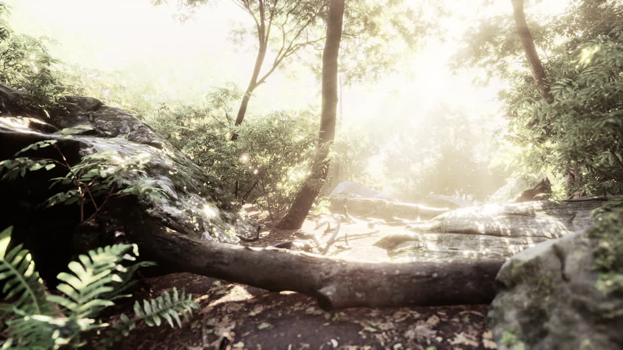 빛이 비치는 숲길