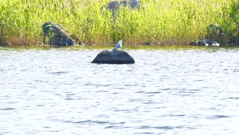 Toma-Panorámica-De-Gaviota-Sobre-Roca-En-El-Agua,-Luz-Brillante-De-Verano,-Masticando-O-Haciendo-Sonidos,-En-Ostrobotnia,-Finlandia