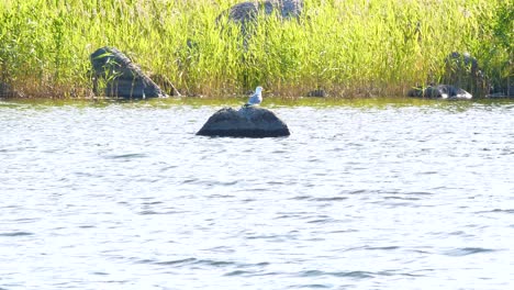 toma panorámica de gaviota sobre roca en el agua, luz brillante de verano, masticando o haciendo sonidos, en ostrobotnia, finlandia