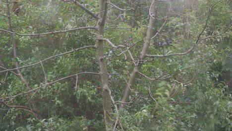 close-up of trees and branches during strong winds