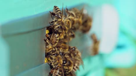 swarm of bees at the entrance of beehive. life of worker bees. apiary concept. slow motion
