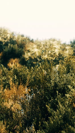 green leaves and bushes