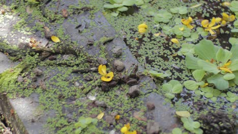 frog sitting next to a pond 4k